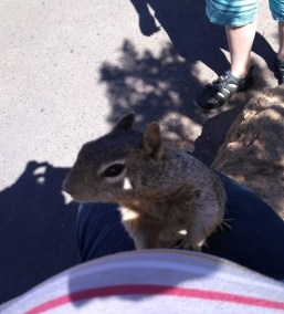 grand canyon squirrel
