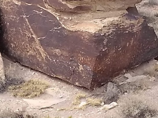 petrified forest petroglyphs